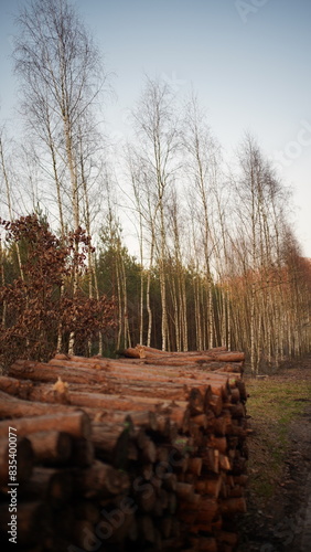 Fototapeta Naklejka Na Ścianę i Meble -  Drzewa i przyroda w lesie