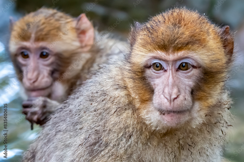 Close up of a Barbary macaque (Macaca sylvanus) Close up of a Barbary macaque (Macaca sylvanus)