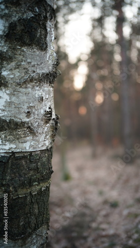 Fototapeta Naklejka Na Ścianę i Meble -  Drzewa i przyroda w lesie