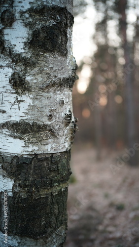 Fototapeta Naklejka Na Ścianę i Meble -  Drzewa i przyroda w lesie