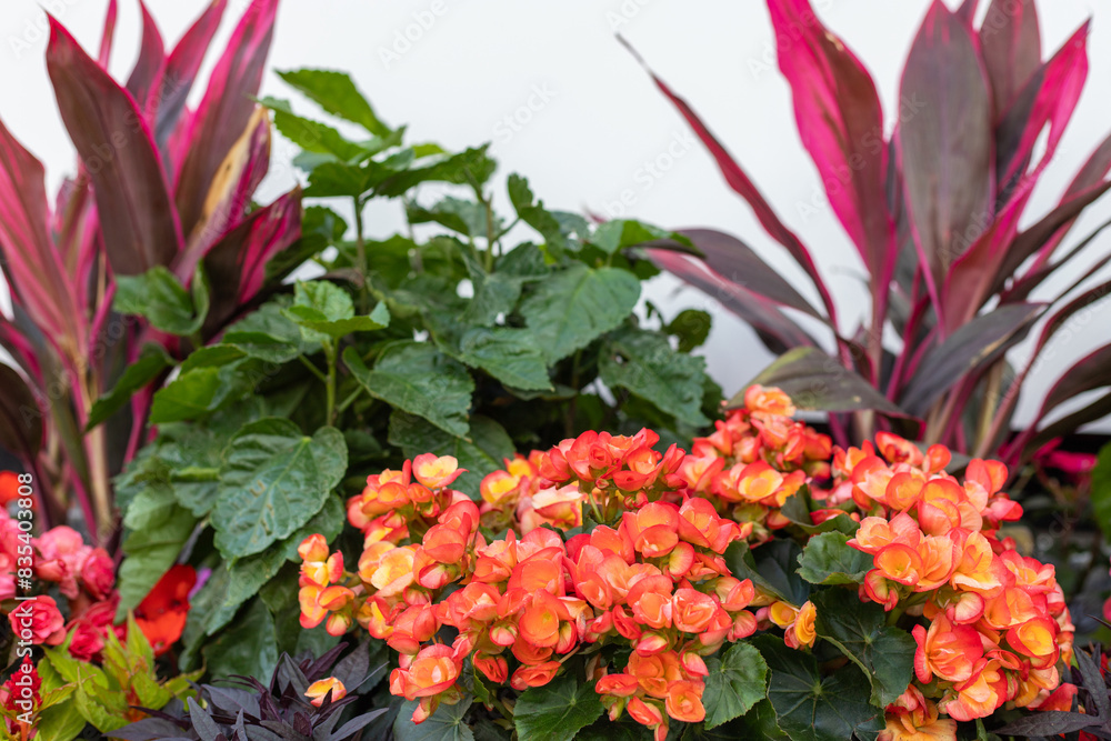 Fototapeta premium Different flowers growing in flowerbed in spring in the city street.