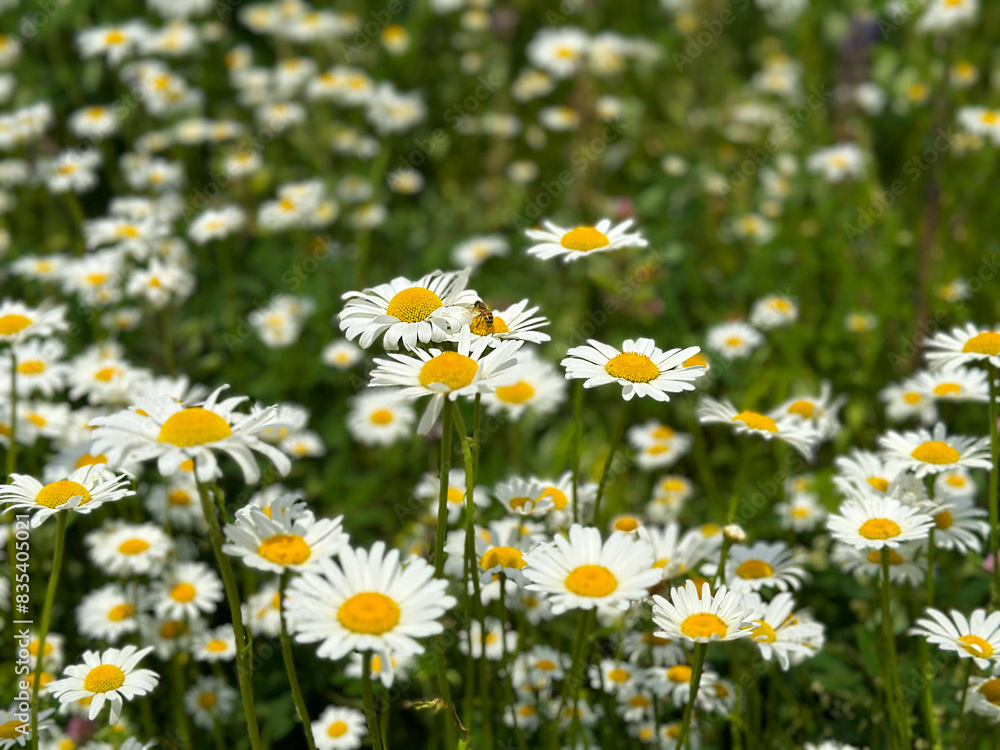 daisy meadow on a sunny summer day. The smell of flowers is mesmerizing