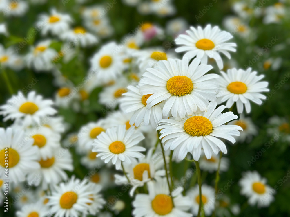 daisy meadow on a sunny summer day. The smell of flowers is mesmerizing daisy meadow on a sunny summer day. The smell of flowers is mesmerizing