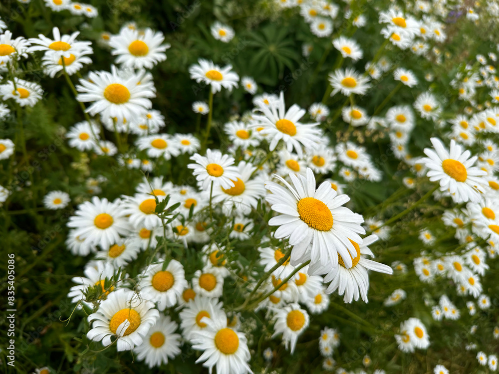 Fototapeta premium daisy meadow on a sunny summer day. The smell of flowers is mesmerizing