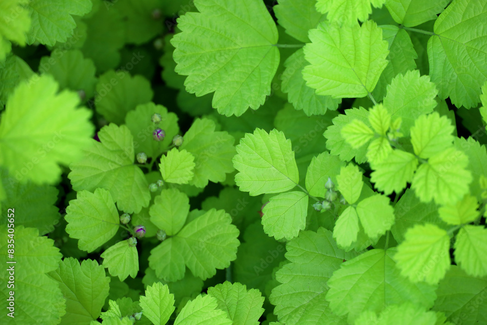 Background material photo of lush, fresh green leaves close up Background material photo of lush, fresh green leaves close up