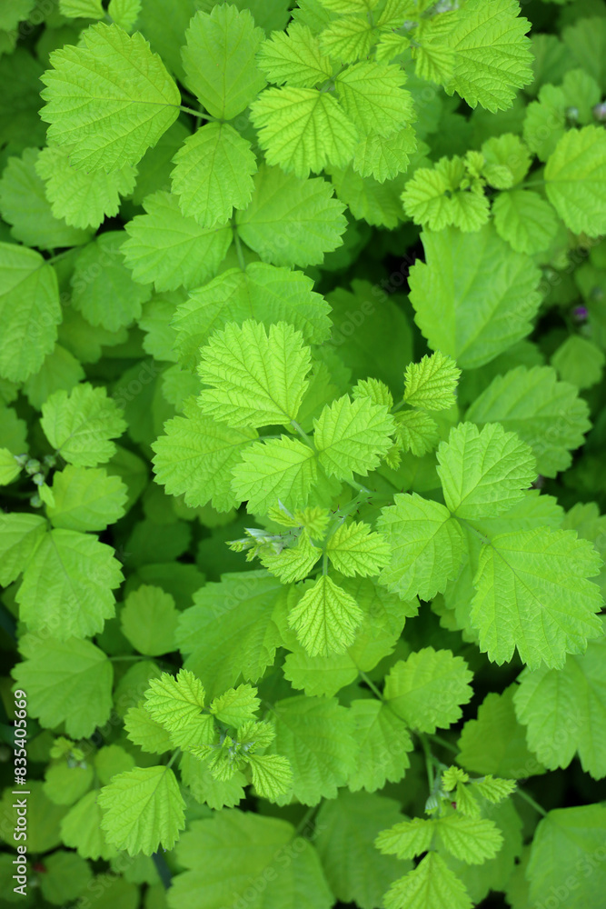 Background material photo of lush, fresh green leaves close up Background material photo of lush, fresh green leaves close up