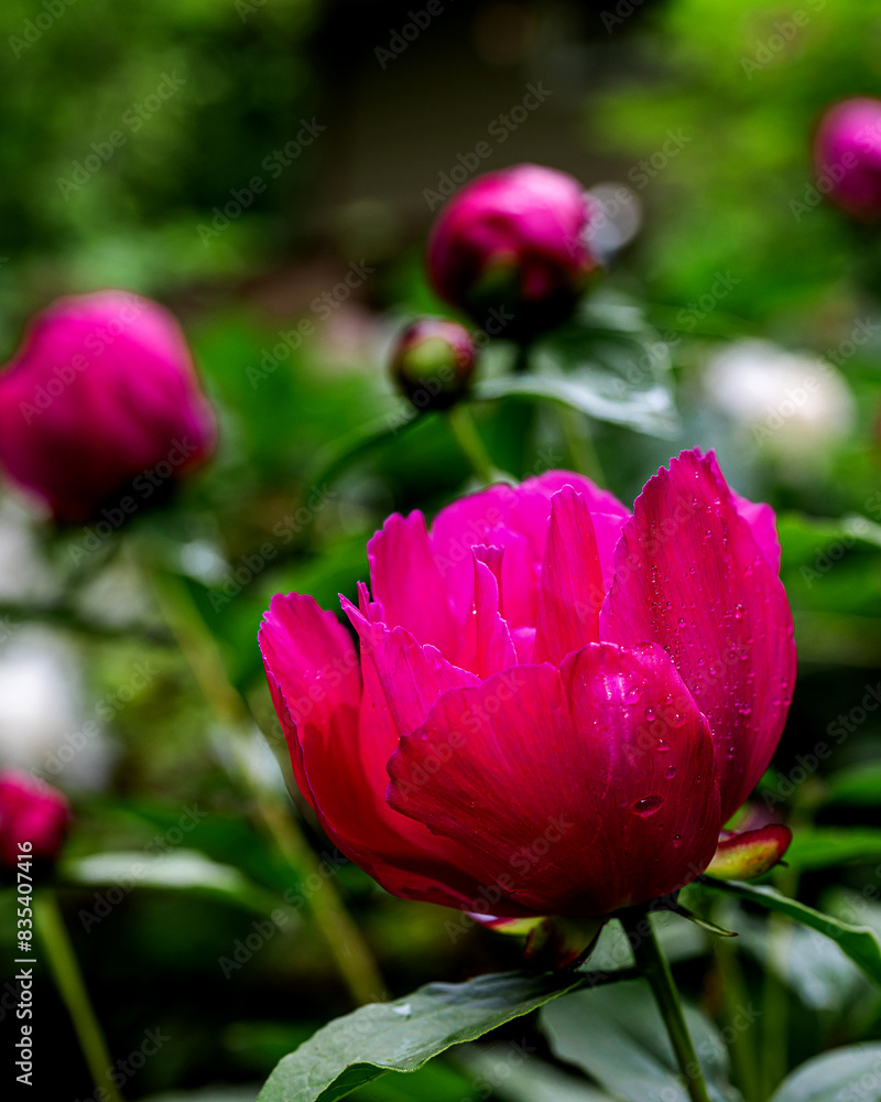 Closeup of beautiful hot pink Peony flower Closeup of beautiful hot pink Peony flower