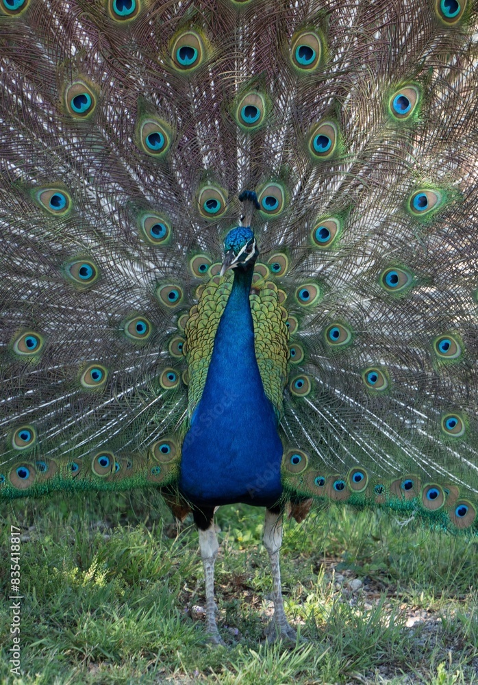 Obraz premium Feathers