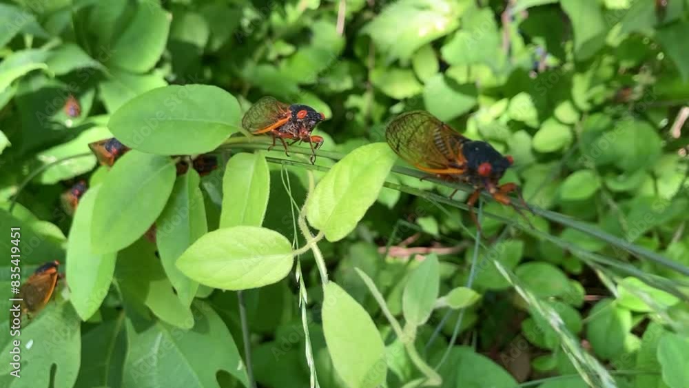 Periodical Cicadas from Brood XIII in the Midwest Periodical Cicadas from Brood XIII in the Midwest