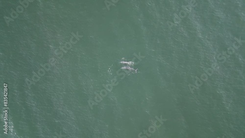 Familia de delfines en el mar aerea desde drone