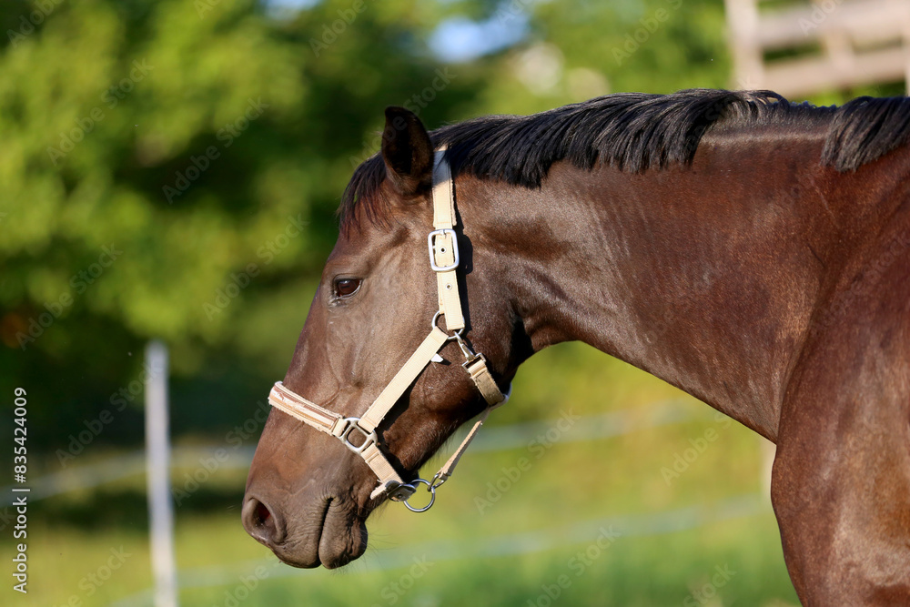 Head shot of a gentle sadle horse on a rural ranch Head shot of a gentle sadle horse on a rural ranch