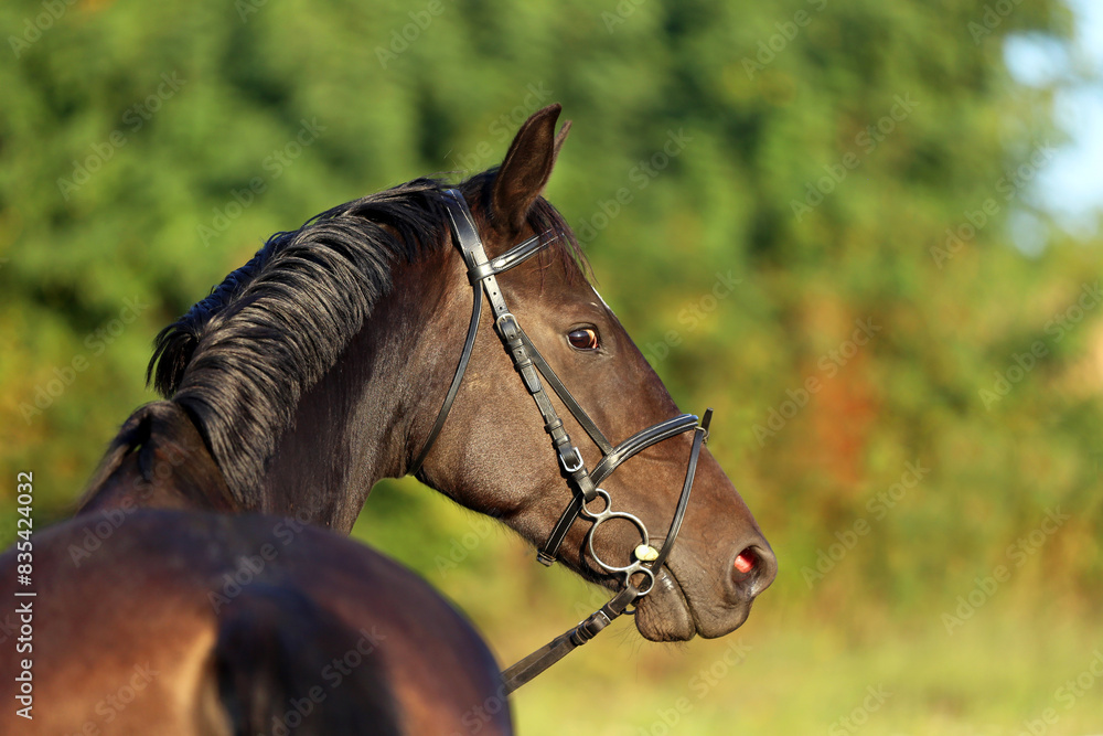 Obraz premium Head shot of a gentle sadle horse on a rural ranch