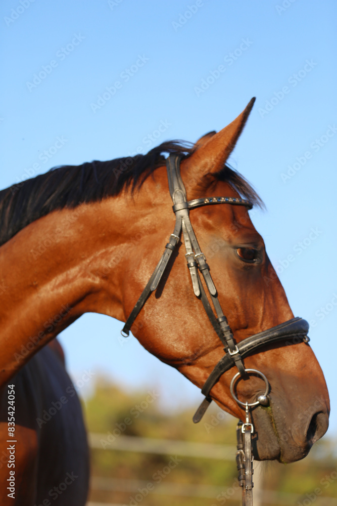 Head shot of a gentle sadle horse on a rural ranch Head shot of a gentle sadle horse on a rural ranch