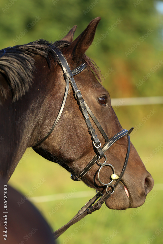 Obraz premium Head shot of a gentle sadle horse on a rural ranch