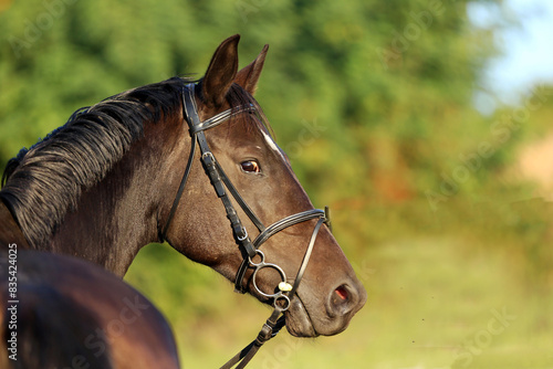 Head shot of a gentle sadle horse on a rural ranch © acceptfoto
