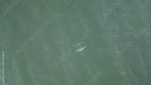 familia de delfines Toma aerea con drone Uruguay