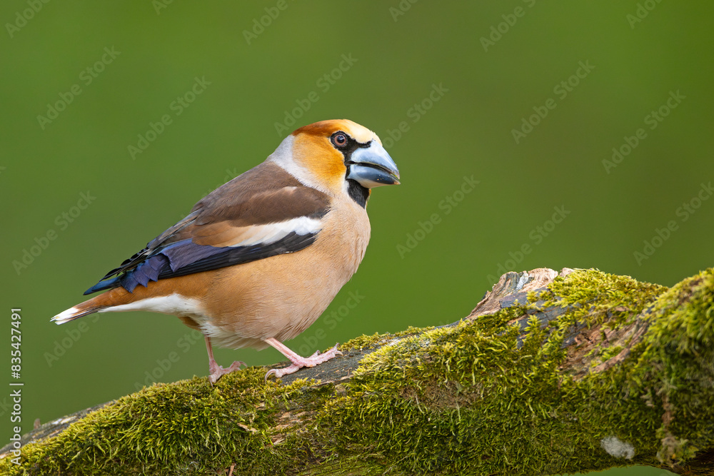 Grubodziób, pestkojad (Coccothraustes coccothraustes) Grubodziób, pestkojad (Coccothraustes coccothraustes)