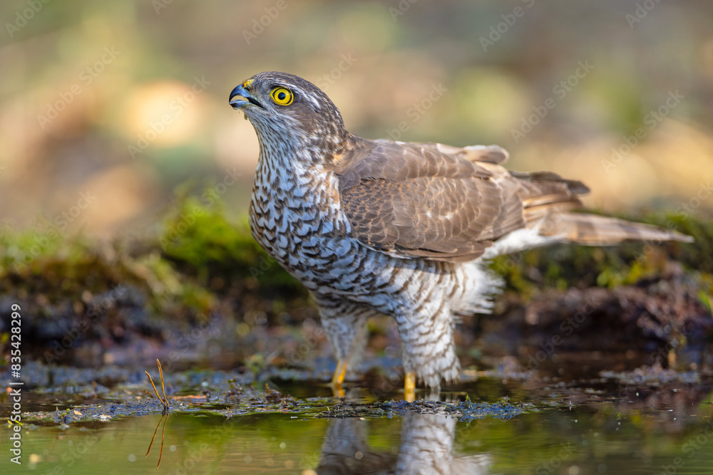 Fototapeta premium Krogulec (Accipiter nisus)