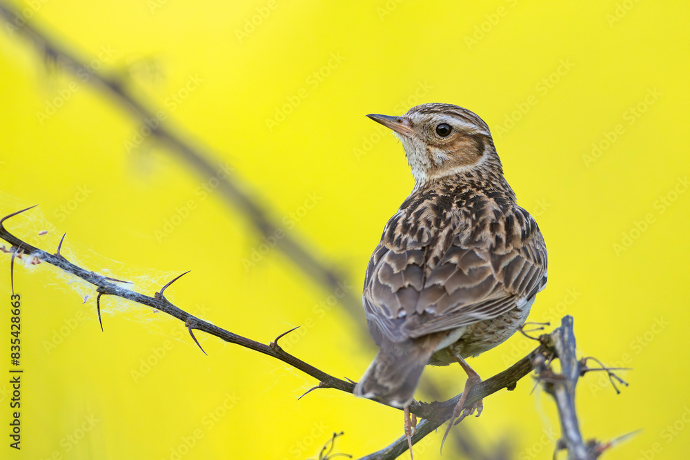 Lerka (Lullula arborea) Lerka (Lullula arborea)