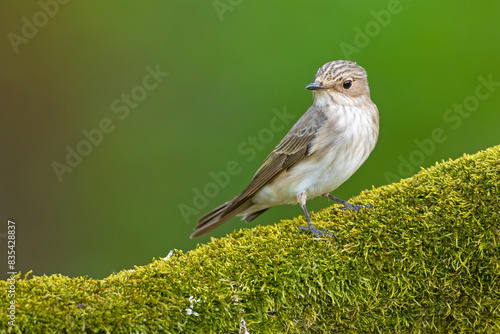 Muchołówka szara (Muscicapa striata)  #835428837