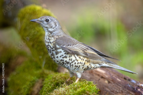 Paszkot (Turdus viscivorus)