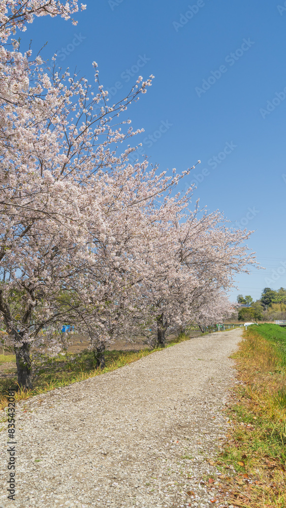 日本の春の風景|【千葉県千葉市】道沿いに咲く満開の桜(蘇我池の横) 日本の春の風景|【千葉県千葉市】道沿いに咲く満開の桜(蘇我池の横)