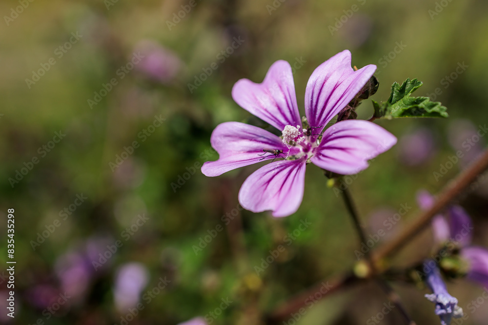 Fototapeta premium Close-Up of Malva Flower with Striped Petals in the Sun