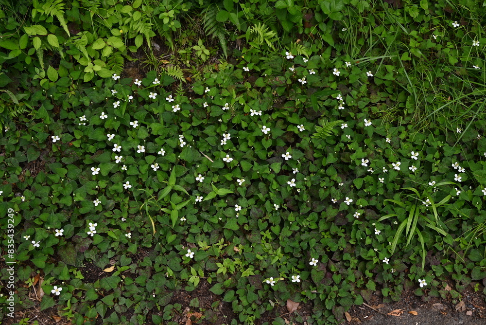 Fish mint flowers. Saururaceae perennial plants. Produces four white bracts and spikes in early summer. Used as a herbal medicine, wild vegetable, and herbal tea. Fish mint flowers. Saururaceae perennial plants. Produces four white bracts and spikes in early summer. Used as a herbal medicine, wild vegetable, and herbal tea.
