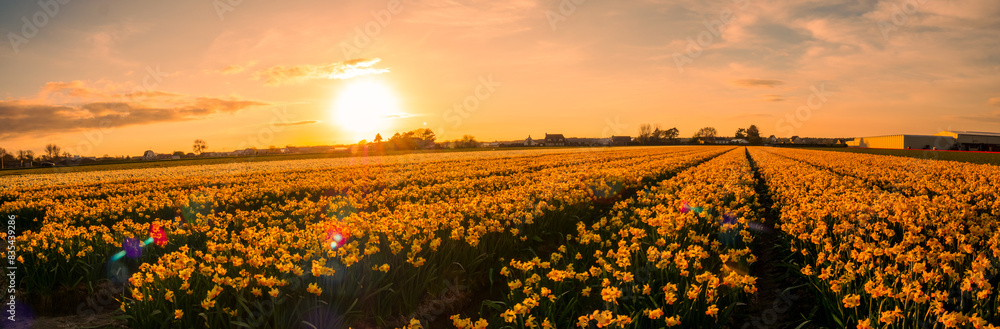 Fototapeta premium Beautiful flower fields in the Netherlands in springtime