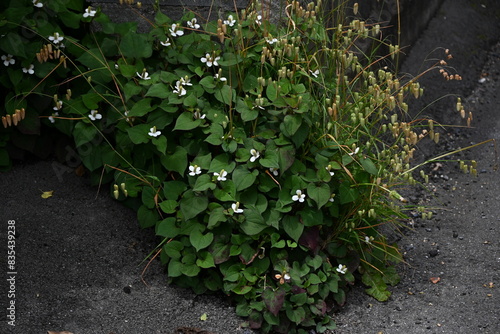 Fish mint flowers. Saururaceae perennial plants. Produces four white bracts and spikes in early summer. Used as a herbal medicine, wild vegetable, and herbal tea.