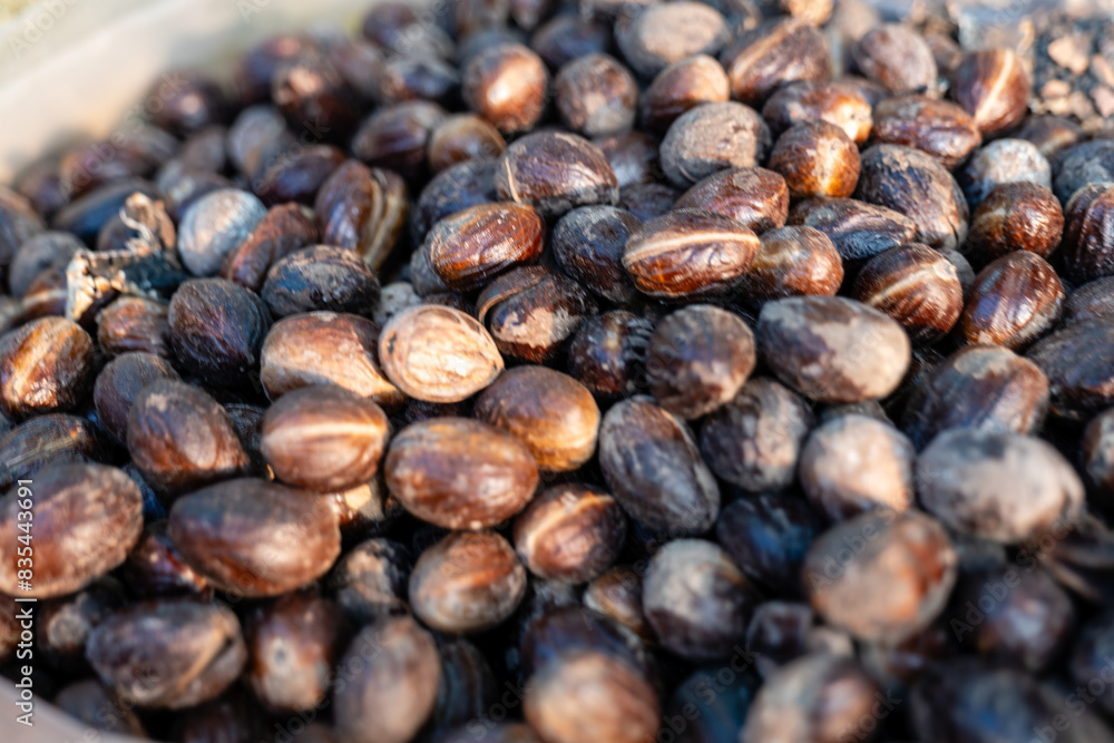 Sunlit Nutmeg Seeds Aromatic Harvest Sunlit Nutmeg Seeds Aromatic Harvest