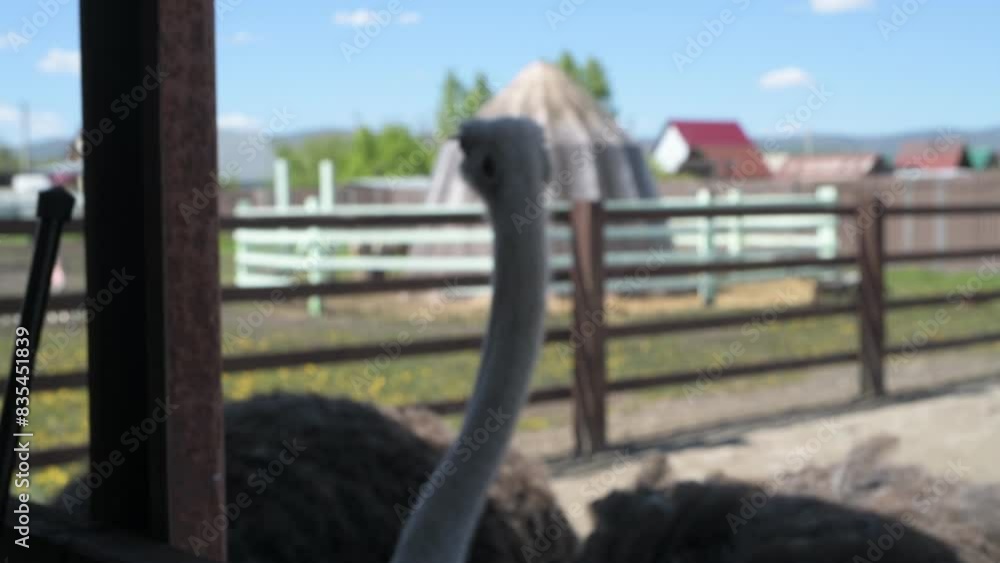 Ostriches walk on an animal farm. Ostrich in motion at the zoo close up Ostriches walk on an animal farm. Ostrich in motion at the zoo close up