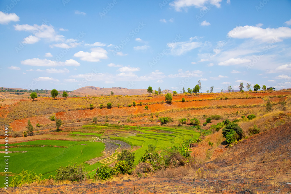 Obraz premium Typical Madagascar landscape rice terrace fields