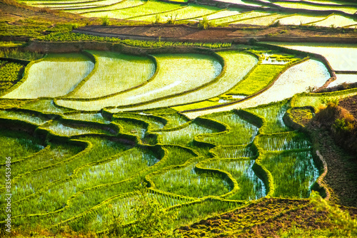 Rice terrasses fields of Madagascar