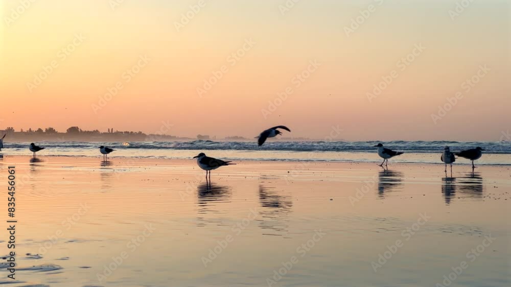 Group of seagulls on tropical sandy beach during orange color sunset in Sarasota, Florida Group of seagulls on tropical sandy beach during orange color sunset in Sarasota, Florida