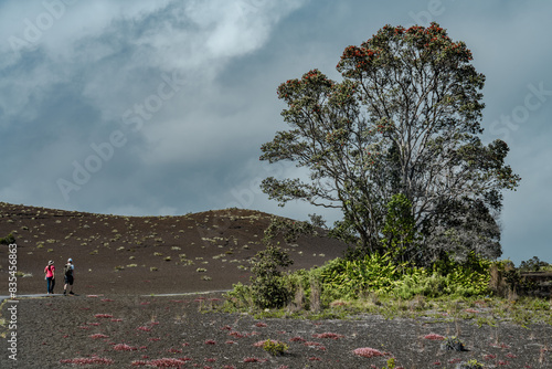 Devastation Trail, cinder cone, Puʻupuaʻi, Hawaii Volcanoes National Park, Kilauea Volcano Plant, Metrosideros polymorpha, the ʻōhiʻa lehua, is a species of flowering evergreen tree in the myrtle  photo