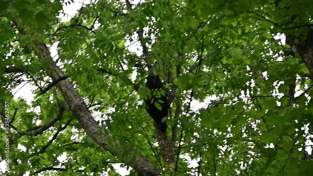 Black Bear Climbing Tall Tree Black Bear Climbing Tall Tree