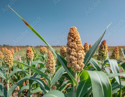 A sorghum plant field on a farm	 photo