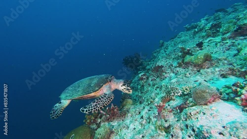 Sea turtle eating coral underwater side view. Marine animal searching for food in blue water. Scuba diving, ocean wildlife exploration