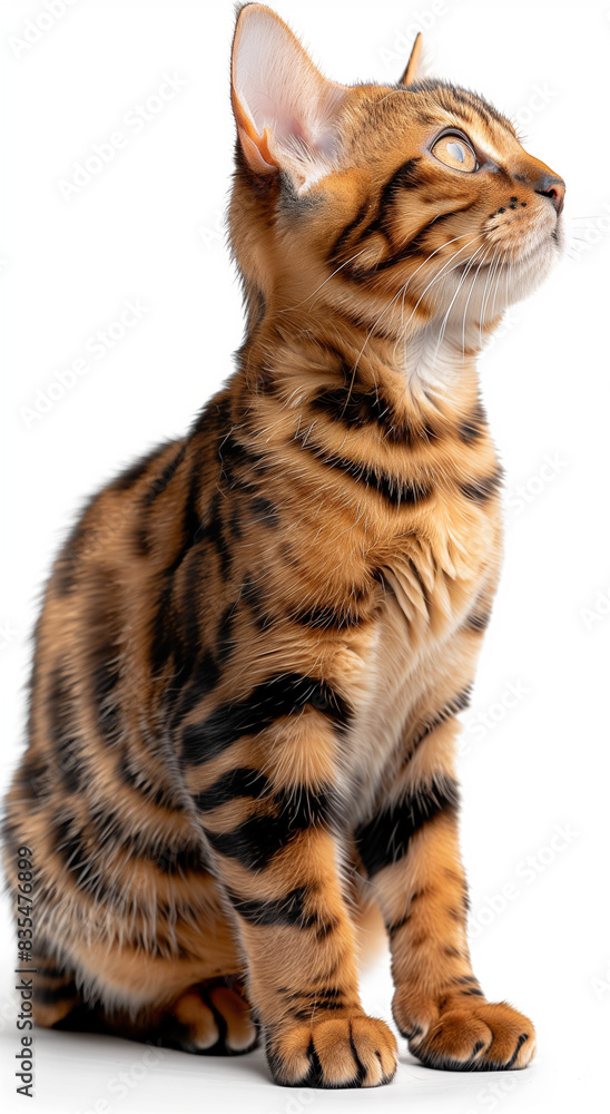 clear portrait of a tabby cat, delicate whiskers and sweet face clear portrait of a tabby cat, delicate whiskers and sweet face