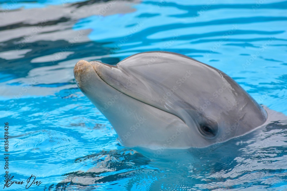 Obraz premium Dolphin in the water