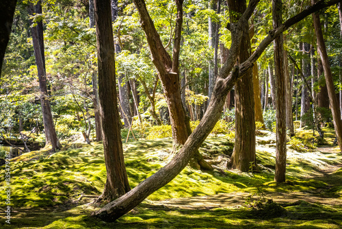 moss temple, saihoji, saiho-ji, kokedera, temple, kyoto, moss, world heritage, tranquility, japan,  photo