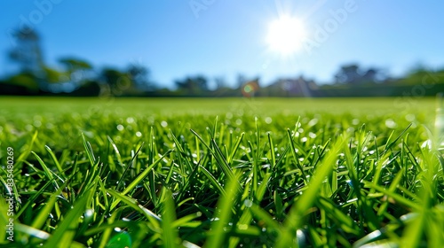 A vibrant close-up of a green lawn under the sunshine with a clear blue sky in the background
