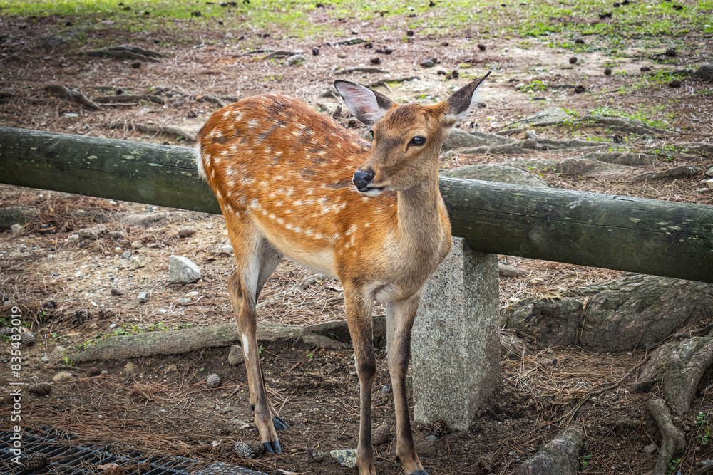 sacred deer of nara, nara park, sika, japan, animal, temples, bowing, sacred, sacred deer of nara, nara park, sika, japan, animal, temples, bowing, sacred,