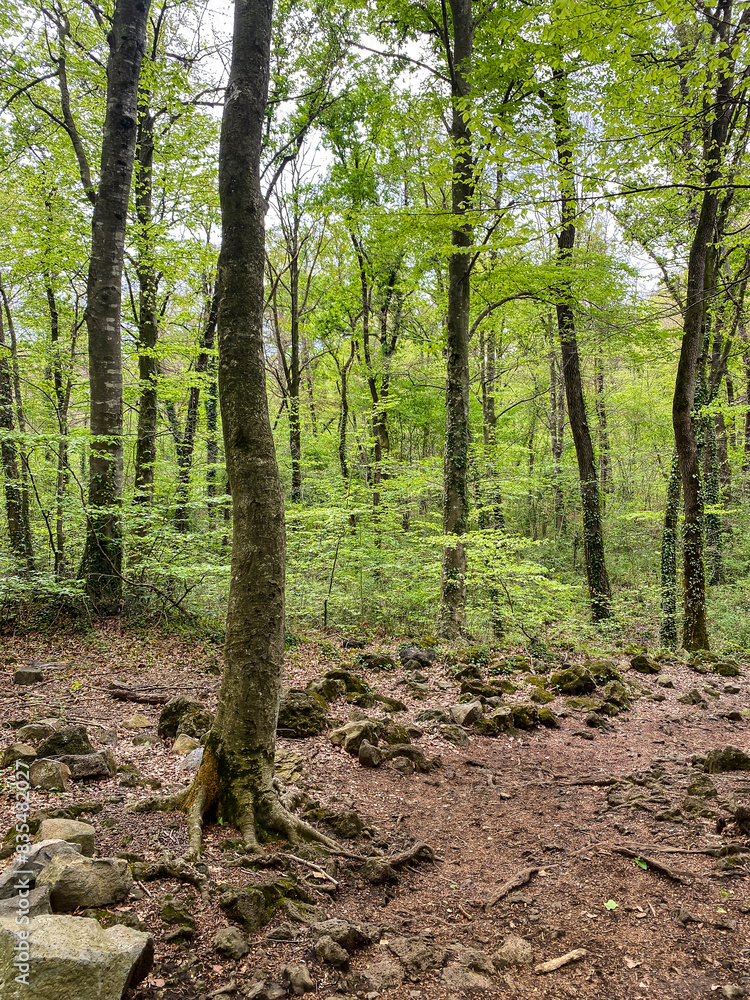 Beech tree forest in bloom with beautiful green leaves in Olot, Girona, Catalonia Beech tree forest in bloom with beautiful green leaves in Olot, Girona, Catalonia