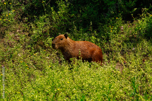 Capibara de pampas del yacuma