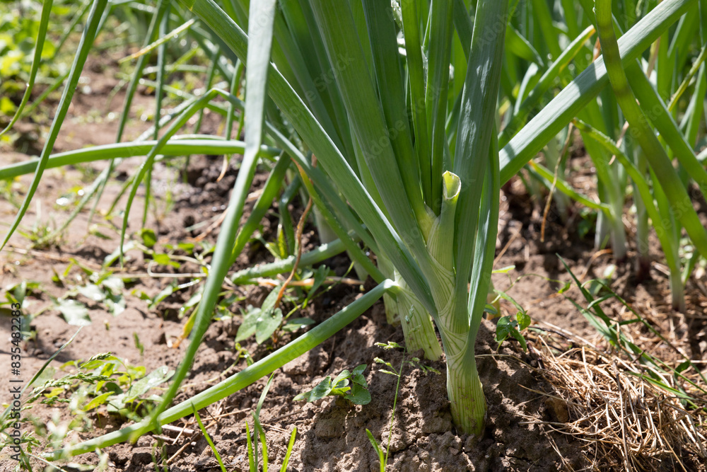A bed of green onions in the ground A bed of green onions in the ground