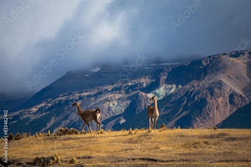 patagonia salvaje