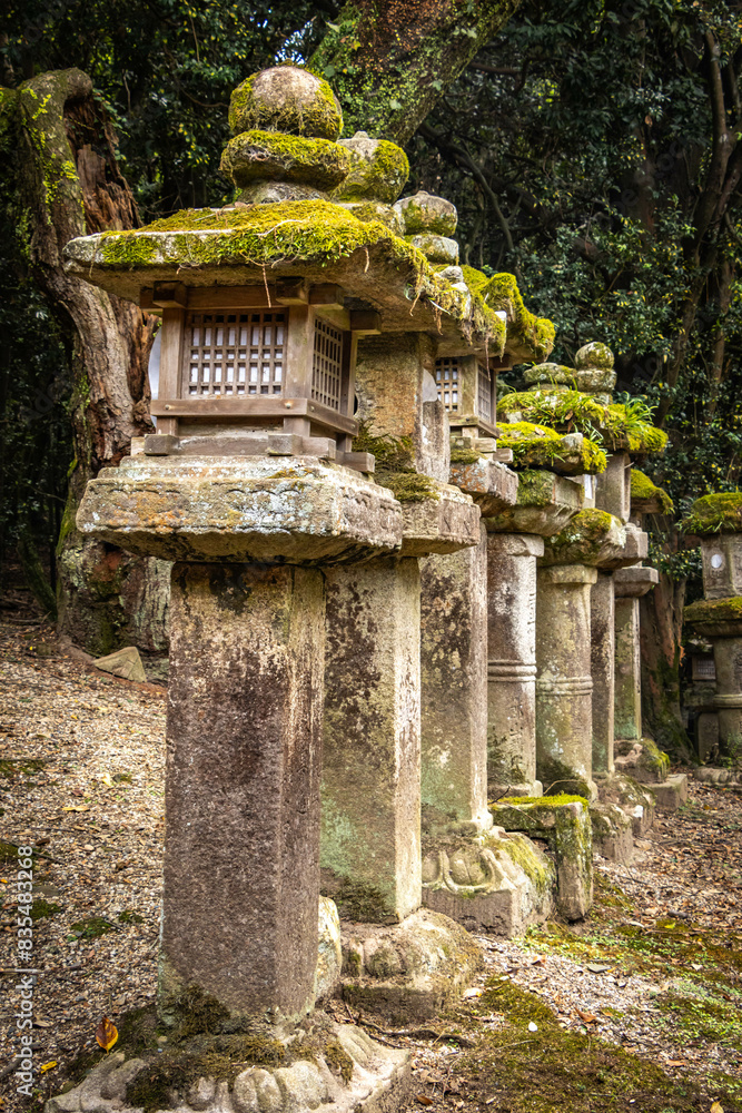 kasuga taisha shrine, nara, temple, lanterns, moss, stone lanterns, park, japan, asia kasuga taisha shrine, nara, temple, lanterns, moss, stone lanterns, park, japan, asia