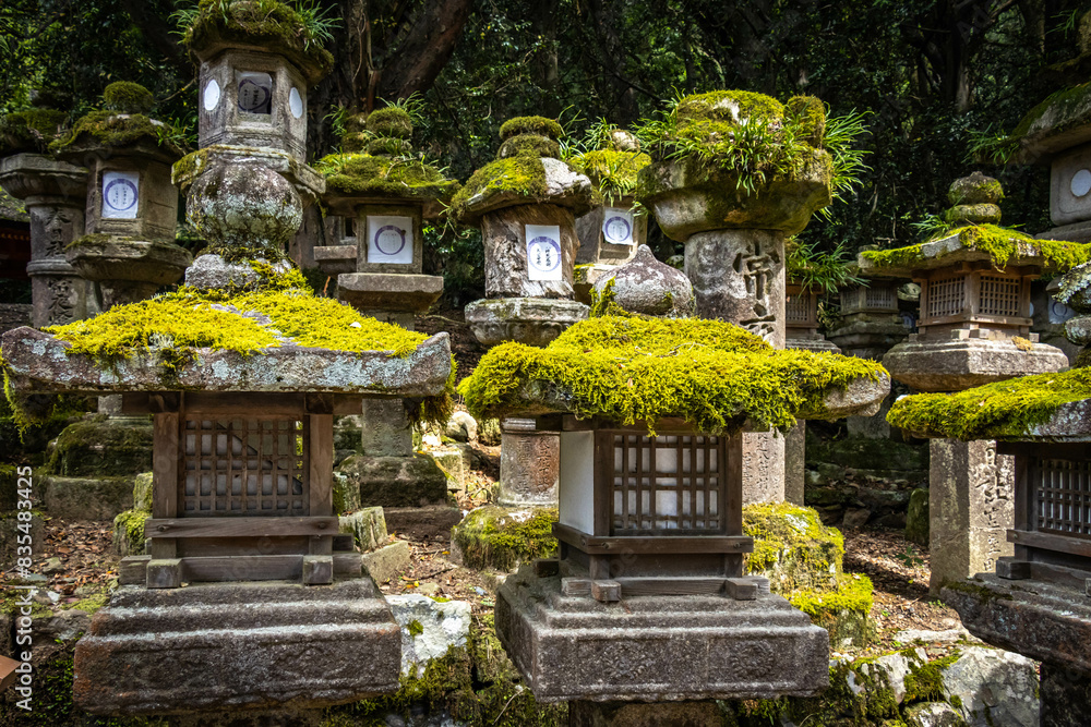 kasuga taisha shrine, nara, temple, lanterns, moss, stone lanterns, park, japan, asia kasuga taisha shrine, nara, temple, lanterns, moss, stone lanterns, park, japan, asia